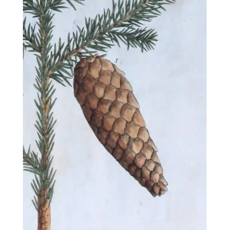 Antique Botanical Print – Elisabeth Blackwell – Pitch Tree