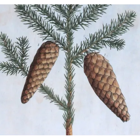 Antique Botanical Print – Elisabeth Blackwell – Pitch Tree