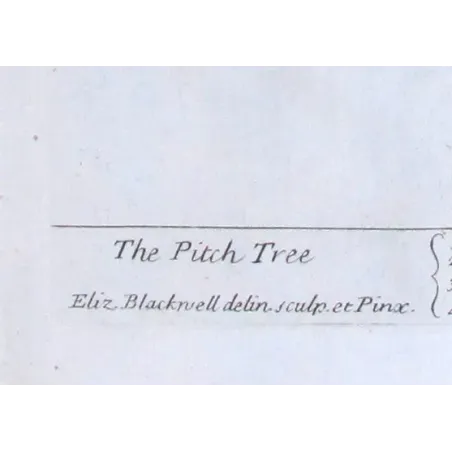 Antique Botanical Print – Elisabeth Blackwell – Pitch Tree