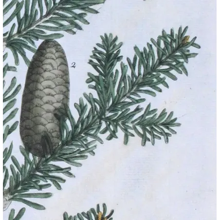 Antique Botanical Print – Elisabeth Blackwell – Male Fir or Silver Fir