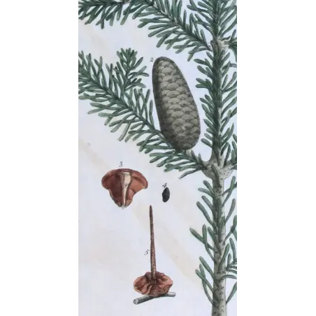 Antique Botanical Print – Elisabeth Blackwell – Male Fir or Silver Fir