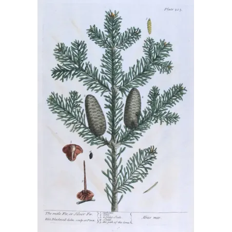 Antique Botanical Print – Elisabeth Blackwell – Male Fir or Silver Fir