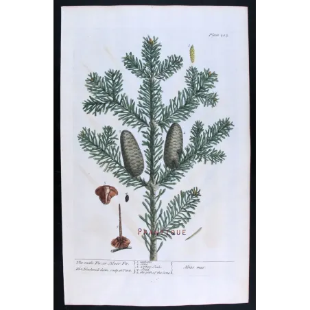 Antique Botanical Print – Elisabeth Blackwell – Male Fir or Silver Fir