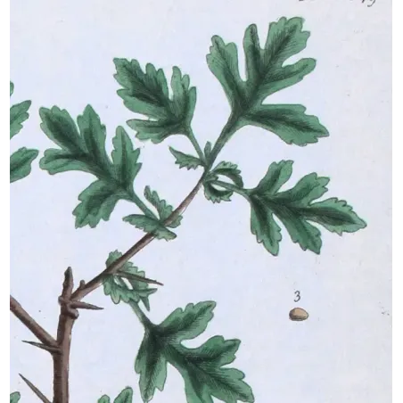 Antique Print by Elisabeth Blackwell – Hawthorn (Spina alba)