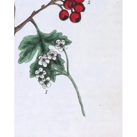 Antique Print by Elisabeth Blackwell – Hawthorn (Spina alba)