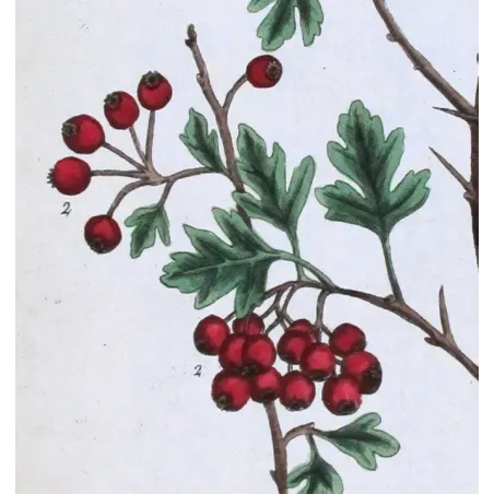 Antique Print by Elisabeth Blackwell – Hawthorn (Spina alba)