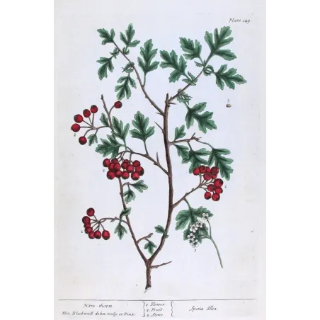 Antique Print by Elisabeth Blackwell – Hawthorn (Spina alba)