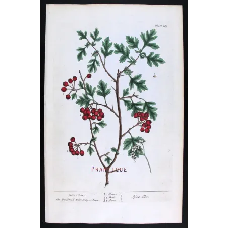 Antique Print by Elisabeth Blackwell – Hawthorn (Spina alba)