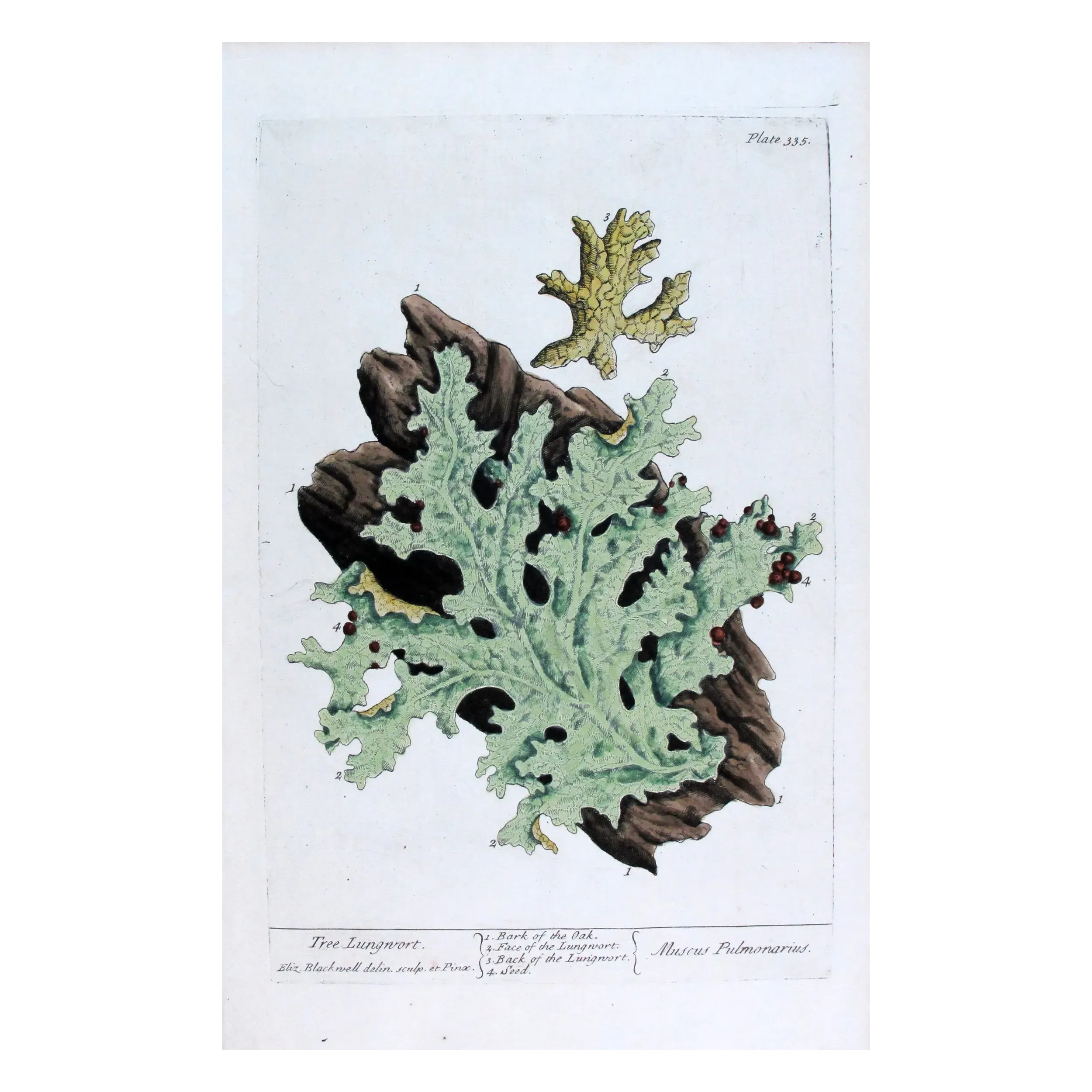 Antique Botanical Print – Elisabeth Blackwell – Tree Lungwort