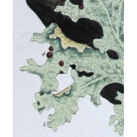 Antique Botanical Print – Elisabeth Blackwell – Tree Lungwort
