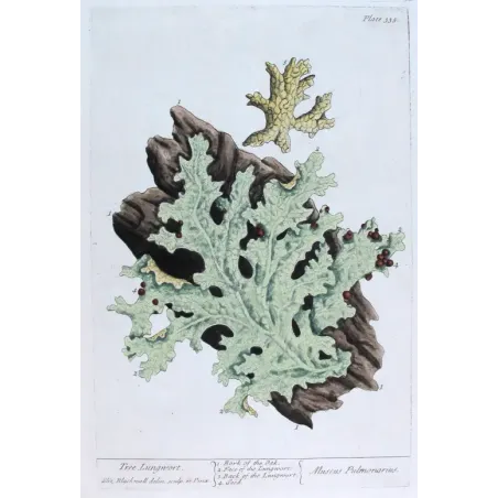 Antique Botanical Print – Elisabeth Blackwell – Tree Lungwort