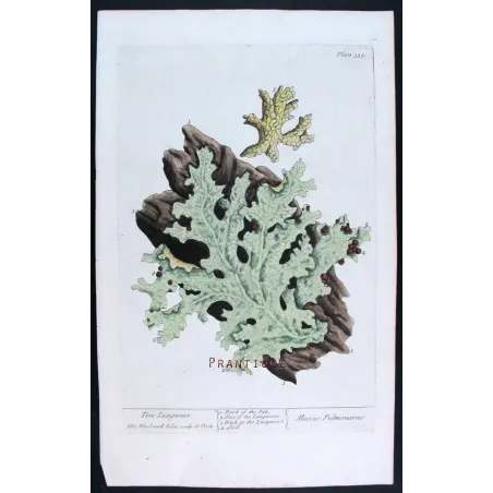 Antique Botanical Print – Elisabeth Blackwell – Tree Lungwort