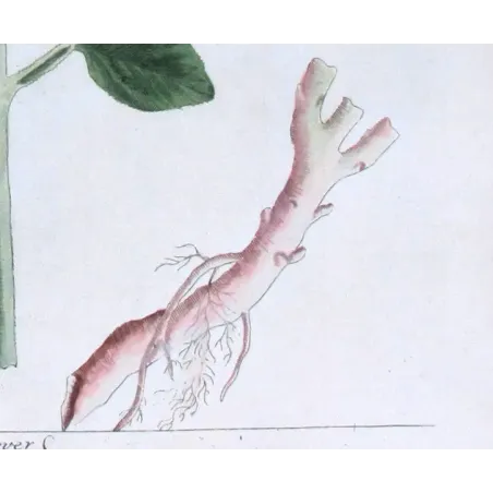 Antique Botanical Print – Elisabeth Blackwell – White Dittany or Fraxinella