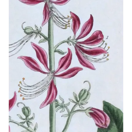 Antique Botanical Print – Elisabeth Blackwell – White Dittany or Fraxinella
