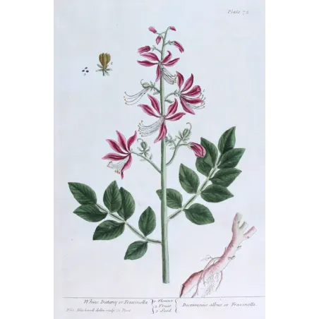 Antique Botanical Print – Elisabeth Blackwell – White Dittany or Fraxinella