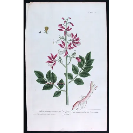 Antique Botanical Print – Elisabeth Blackwell – White Dittany or Fraxinella