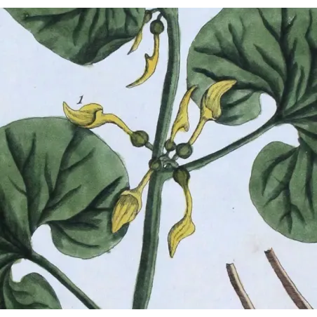 Antique Botanical Print – Elisabeth Blackwell – Creeping Birthwort