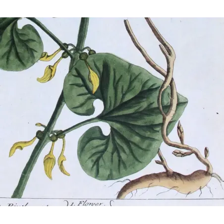 Antique Botanical Print – Elisabeth Blackwell – Creeping Birthwort