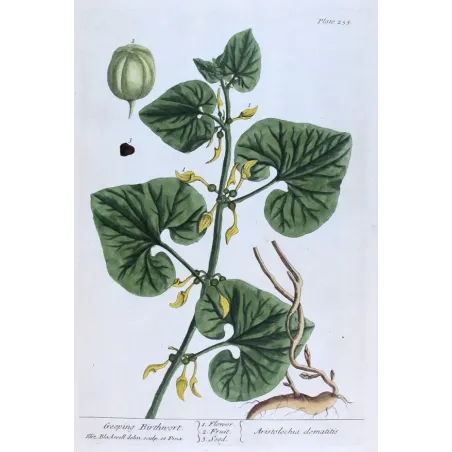 Antique Botanical Print – Elisabeth Blackwell – Creeping Birthwort