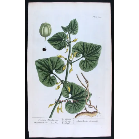 Antique Botanical Print – Elisabeth Blackwell – Creeping Birthwort