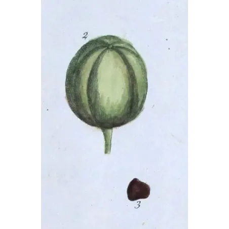 Antique Botanical Print – Elisabeth Blackwell – Long Birthwort