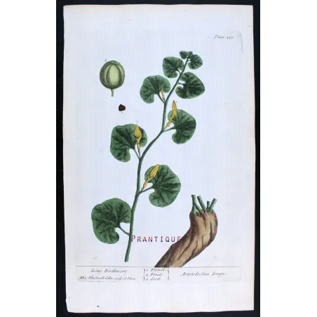Antique Botanical Print – Elisabeth Blackwell – Long Birthwort