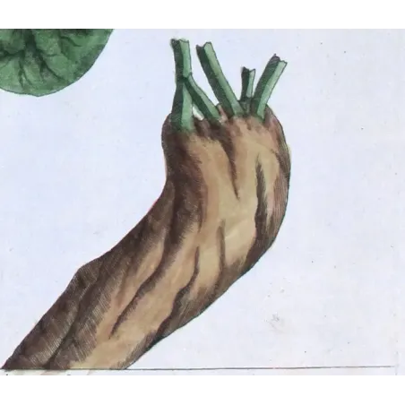Antique Botanical Print – Elisabeth Blackwell – Long Birthwort