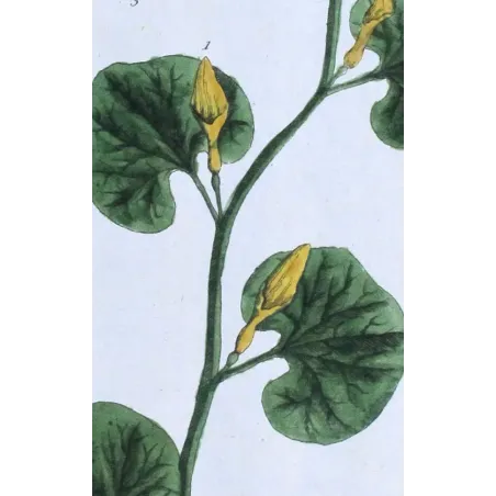Antique Botanical Print – Elisabeth Blackwell – Long Birthwort