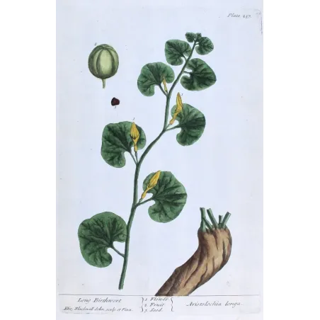 Antique Botanical Print – Elisabeth Blackwell – Long Birthwort