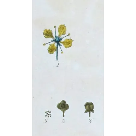 Antique Botanical Print – Elisabeth Blackwell – Rue