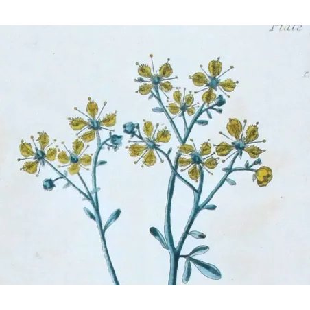 Antique Botanical Print – Elisabeth Blackwell – Rue