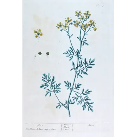 Antique Botanical Print – Elisabeth Blackwell – Rue