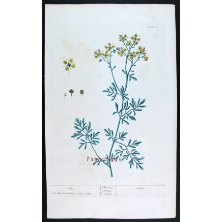 Antique Botanical Print – Elisabeth Blackwell – Rue