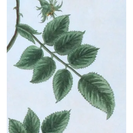 Antique Print by Elisabeth Blackwell – Wild Rose (Rosa canina)