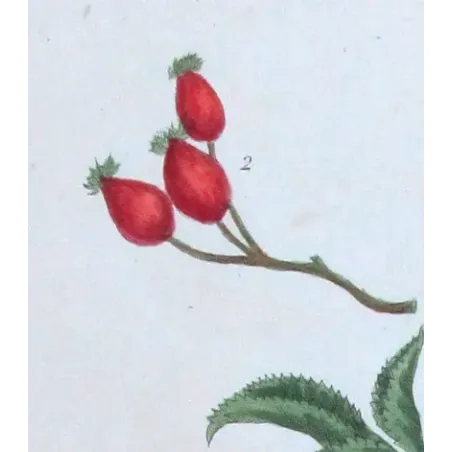Antique Print by Elisabeth Blackwell – Wild Rose (Rosa canina)