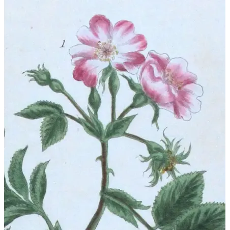 Antique Print by Elisabeth Blackwell – Wild Rose (Rosa canina)