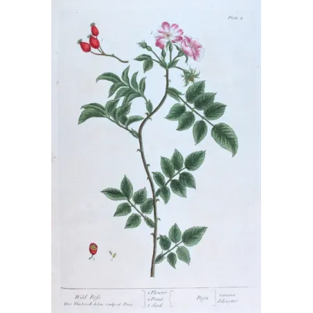 Antique Print by Elisabeth Blackwell – Wild Rose (Rosa canina)