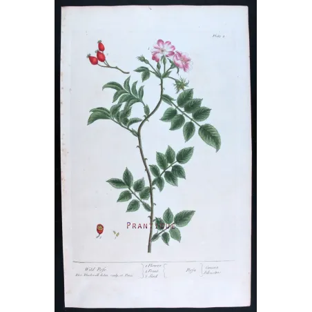 Antique Print by Elisabeth Blackwell – Wild Rose (Rosa canina)