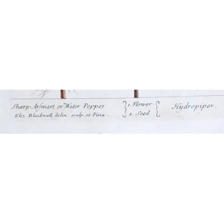 Antique Botanical Print – Elisabeth Blackwell – Water Pepper