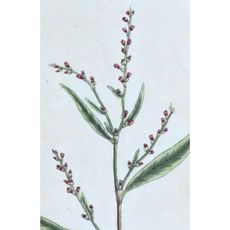 Antique Botanical Print – Elisabeth Blackwell – Water Pepper