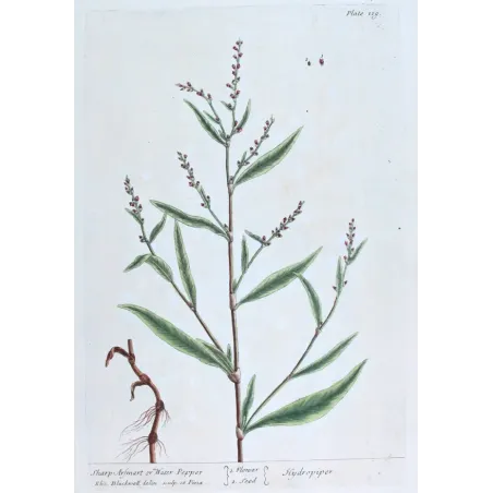Antique Botanical Print – Elisabeth Blackwell – Water Pepper
