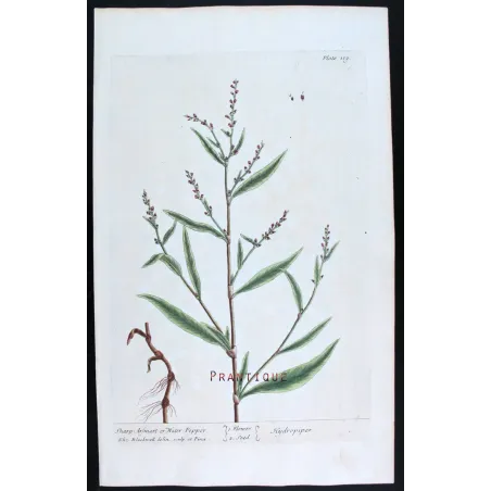 Antique Botanical Print – Elisabeth Blackwell – Water Pepper