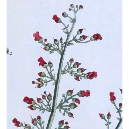 Antique Botanical Print – Elisabeth Blackwell – Water Figwort
