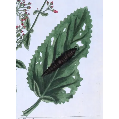 Antique Botanical Print – Elisabeth Blackwell – Water Figwort
