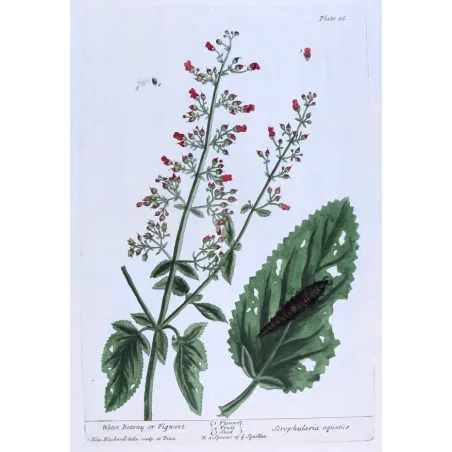 Antique Botanical Print – Elisabeth Blackwell – Water Figwort