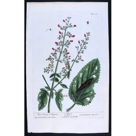 Antique Botanical Print – Elisabeth Blackwell – Water Figwort