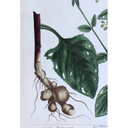 Antique Botanical Print – Elisabeth Blackwell – Great Figwort
