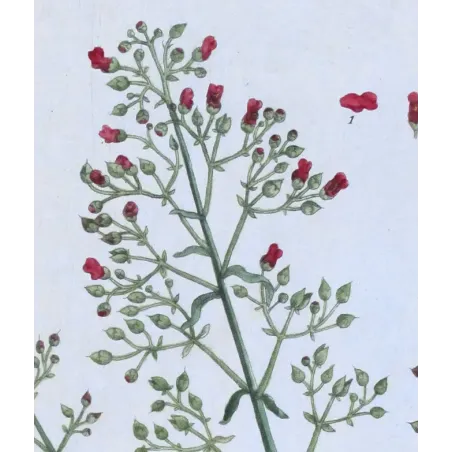 Antique Botanical Print – Elisabeth Blackwell – Great Figwort