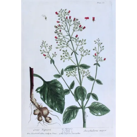 Antique Botanical Print – Elisabeth Blackwell – Great Figwort