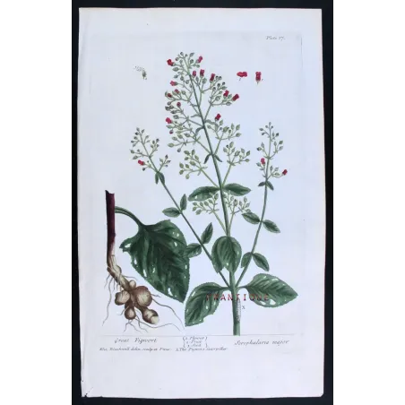 Antique Botanical Print – Elisabeth Blackwell – Great Figwort